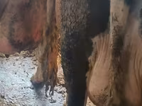Vacă, Bovine — foto 2
