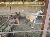 Carnero, Arashan sheep — foto 3