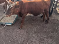 Bull, Cattle — photo 3