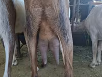بز ماده, Nubian Goat — عکس 3