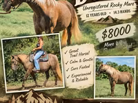 مادیان, Kentucky mountain daddle horse — عکس 1