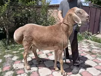 Beran, Arashan sheep — foto 1