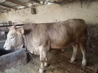 Lembu jantan, Charolais cattle — foto 5