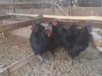 Chickens — foto 2