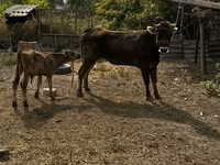 Ko, Swiss cattle — foto 7