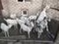 بز (گروه، جنسیت مشخص نشده), Saanen goat — عکس 6