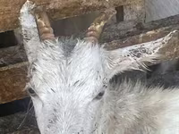 بز ماده, Saanen goat — عکس 2
