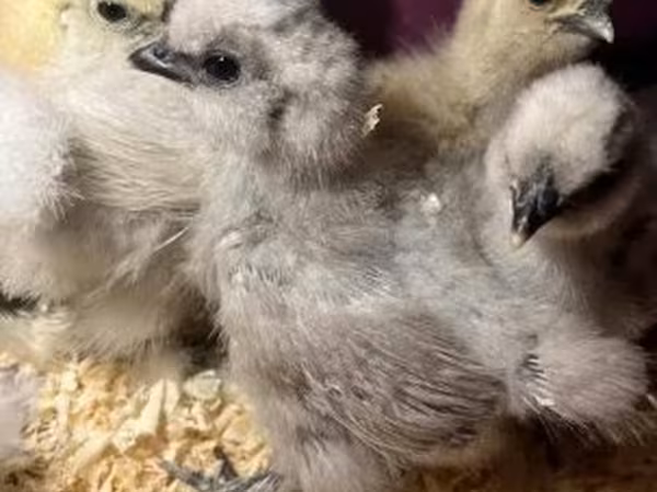Silkie