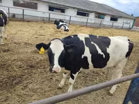 Vaca, Raza Holstein — foto 3