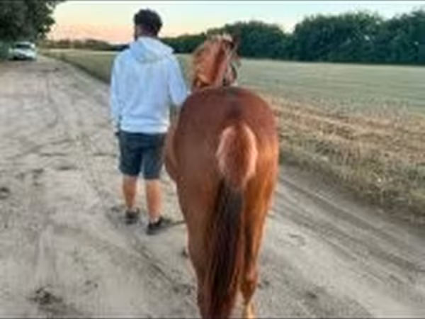 Cavallo, Cavalli
