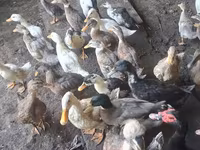 Ducks — foto 2