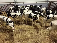 گاو نر, Simmental cattle — عکس 4