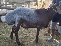Cừu đực, Cừu — ảnh 8