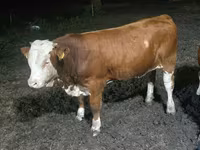 Tjur, Swiss cattle — foto 3