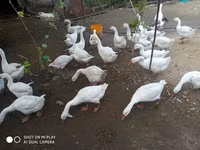 Geese — عکس 2
