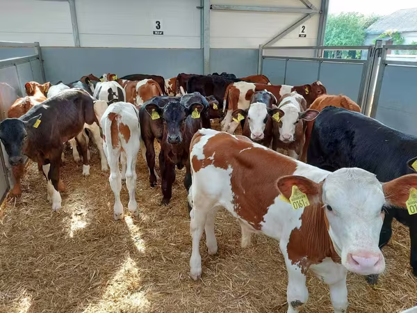 Lembu jantan, Holstein breed