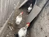 Geese — zdjęcie 4