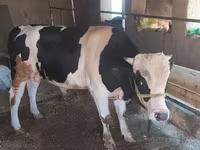 วัวตัวผู้, Russian Black pied cattle — รูปภาพ 2
