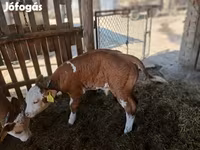 Býk, Simmental cattle — foto 2