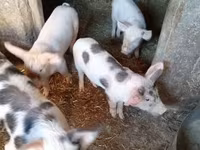 Świnie (partia, płeć nieokreślona), Świnie — zdjęcie 2