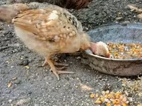 Chickens — foto 5