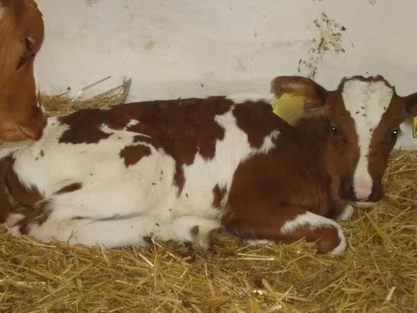 Bovini (lotto, sesso non specificato), Simmental cattle
