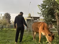 Dibi, Cattle — sawirka 2
