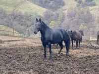 Hengst, Karachay horse — Foto 5