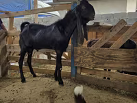 Billy Goat, Kamori goats — photo 2