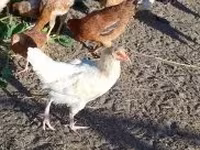 Chickens — รูปภาพ 1