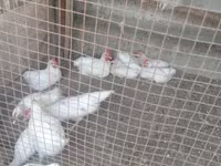 Chickens — عکس 2