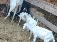 Kambing betina, Saanen goat — foto 6