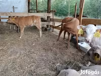 گاو نر, Simmental cattle — عکس 7