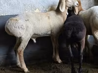 Schaf, Arashan sheep — Foto 2