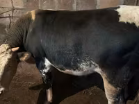 Bulle, Rinder — Foto 3