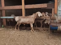 Berbec, Rhon sheep — foto 6