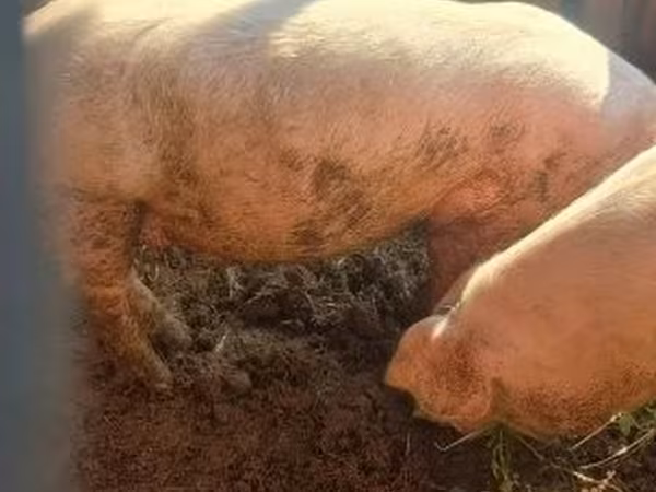 Pigs (batch, sex not specified), Pigs — Hungary
