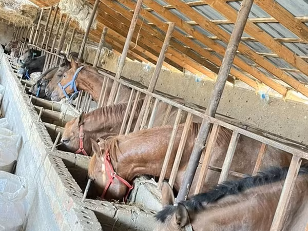 ፈረስ, Horse breed