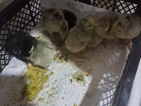 Turkeys — Foto 2