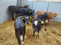 گاو ماده, Simmental cattle — عکس 3