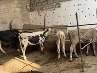 گاو نر, Russian Black pied cattle — عکس 1