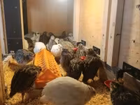 Quails — عکس 3