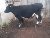Touro, Russian Black pied cattle — foto 3