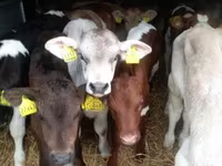 Byk, Simmental cattle — zdjęcie 1