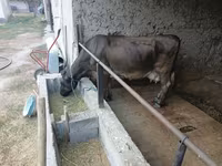 گاو ماده, گاو — عکس 2