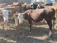 گاو ماده, گاو سفیدسر قزاقستانی — عکس 1