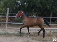 Азаргагүй морь, Lipizzaner — 4 зураг
