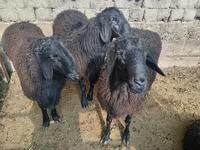 Beran, Rhon sheep — foto 3