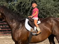 Mare, Quarter Horse — photo 2