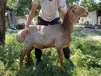 Beran, Arashan sheep — foto 2